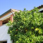 terrazza e albero arance appartamento Olivo agriturismo La Porcareccia