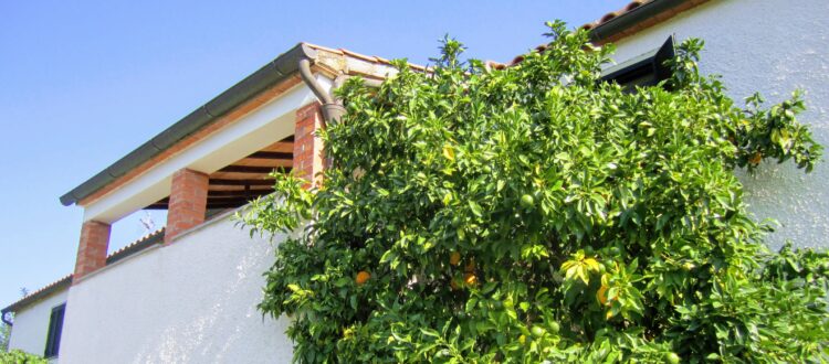 terrazza e albero arance appartamento Olivo agriturismo La Porcareccia